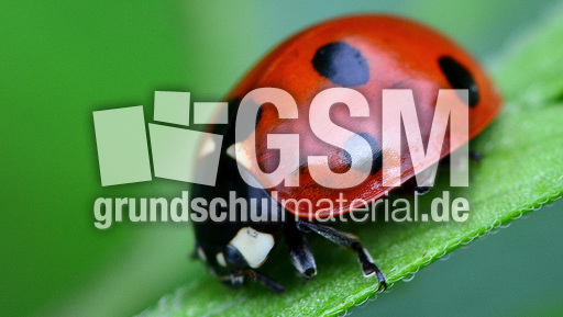 Siebenpunkt-Marienkäfer (1).jpg